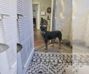 German Shepherd Dog-Plott Hound Mix Dogs for adoption in San Antonio, TX, USA