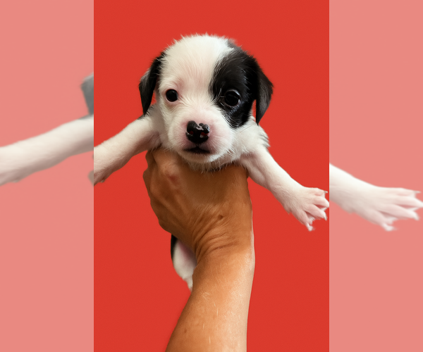 Medium Photo #1 Jack Tzu Puppy For Sale in San Diego , CA, USA