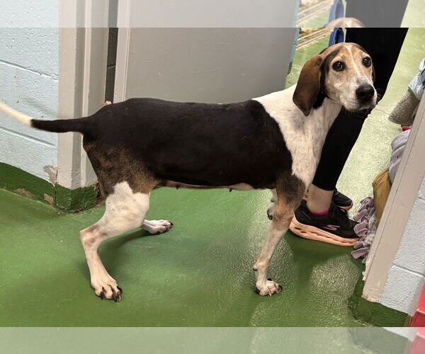 Medium Photo #1 Mutt Puppy For Sale in Rustburg, VA, USA