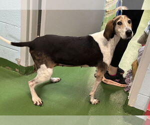 Mutt Dogs for adoption in Rustburg, VA, USA