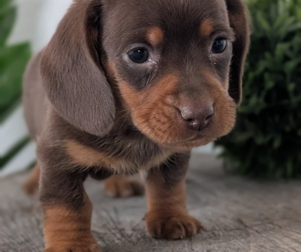 Medium Photo #10 Dachshund Puppy For Sale in GOSHEN, IN, USA