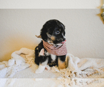 Small Photo #10 Miniature Australian Shepherd Puppy For Sale in FORT RUCKER, AL, USA