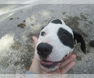 American Staffordshire Terrier Dogs for adoption in Ocala, FL, USA
