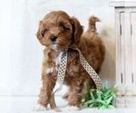 Small #4 Cavapoo