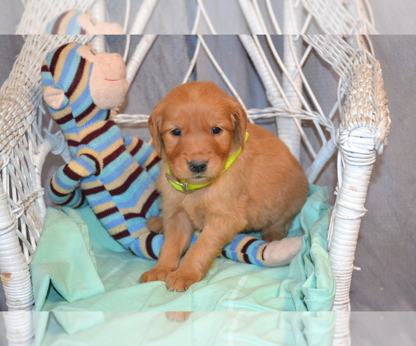 Medium Photo #1 Golden Retriever Puppy For Sale in OWEN, WI, USA