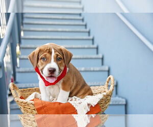 American Pit Bull Terrier Dogs for adoption in Sandy, UT, USA
