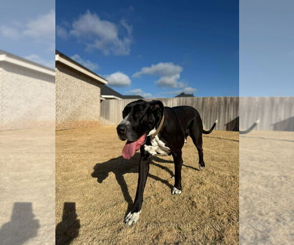 Medium Photo #4 Great Dane Puppy For Sale in Bullard, TX, USA