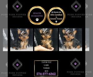 Yorkshire Terrier Puppy for sale in WARSAW, IN, USA