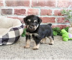 Small #2 Schnauzer (Miniature)