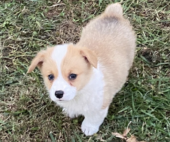 Medium Photo #10 Pembroke Welsh Corgi Puppy For Sale in NATHALIE, VA, USA