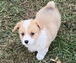 Small #9 Pembroke Welsh Corgi