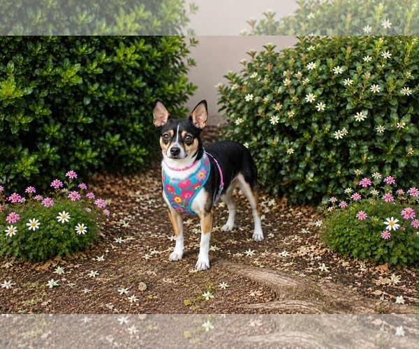 Medium Photo #3 Chihuahua-Unknown Mix Puppy For Sale in Yuba City, CA, USA