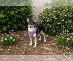 Small #2 Chihuahua Mix