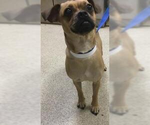 Chug Dogs for adoption in Riverside, CA, USA