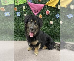 Cardigan Welsh Corgi-German Shepherd Dog Mix Dogs for adoption in Grasswood, Saskatchewan, Canada