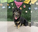 Small Cardigan Welsh Corgi-German Shepherd Dog Mix