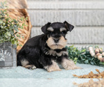 Small Photo #30 Schnauzer (Miniature) Puppy For Sale in BALTIC, OH, USA