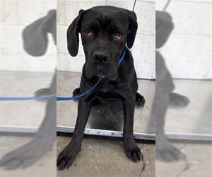 Mastiff-Unknown Mix Dogs for adoption in San Bernardino, CA, USA
