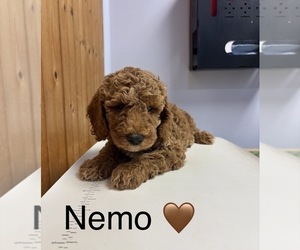 Goldendoodle Puppy for sale in HILLSBORO, TX, USA