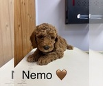 Image preview for Ad Listing. Nickname: Nemo