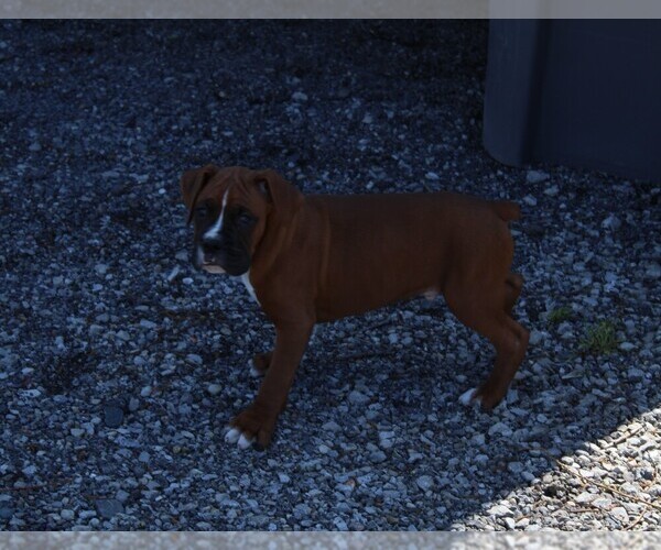 Medium Photo #7 Boxer Puppy For Sale in SHIPSHEWANA, IN, USA