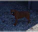 Small #6 Boxer