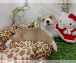 Small Photo #11 Pembroke Welsh Corgi Puppy For Sale in LOS ANGELES, CA, USA