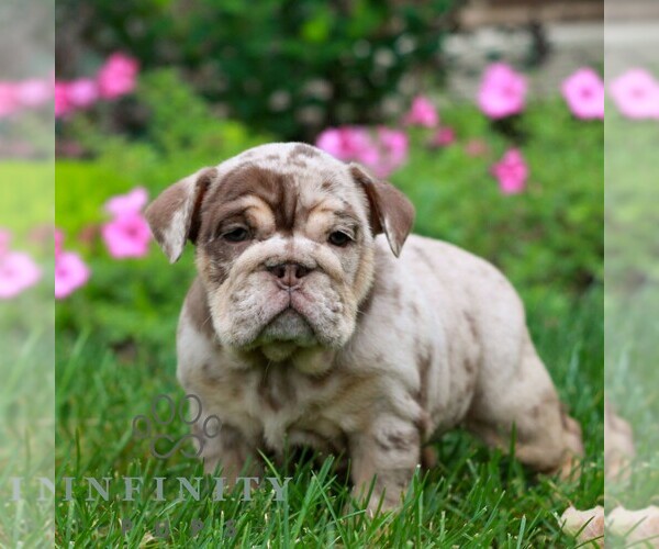 Medium Photo #1 English Bulldog Puppy For Sale in EPHRATA, PA, USA