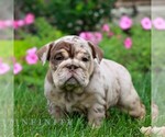 Caramel - Female English Bulldog Puppy for Sale - Small photo