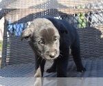 Puppy 2 Labrador Retriever-Norwegian Elkhound Mix