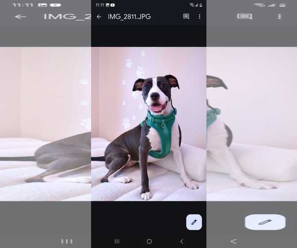 Medium Photo #12 American Staffordshire Terrier Puppy For Sale in miami, FL, USA