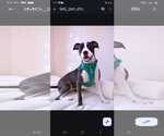 Small #11 American Staffordshire Terrier