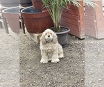 Small Photo #1 Cocker Spaniel Puppy For Sale in GRANTON, WI, USA