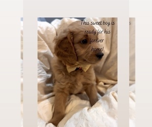 Goldendoodle Puppy for sale in RIVERTON, UT, USA