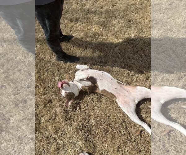 Medium Photo #7 American Staffordshire Terrier-Unknown Mix Puppy For Sale in Holly Springs, NC, USA