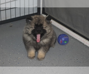 Keeshond Puppy for Sale in FAYETTEVILLE, Tennessee USA