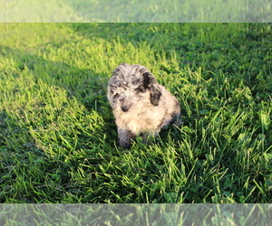 Poodle (Toy) Puppy for sale in EVART, MI, USA