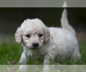 Medium Goldendoodle-Poodle (Miniature) Mix