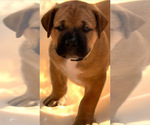 Puppy Beige Puppy Boerboel