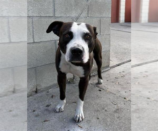 Medium Photo #1 American Pit Bull Terrier Puppy For Sale in Long Beach, CA, USA