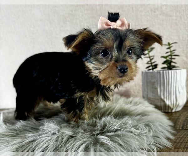 Medium Photo #2 Yorkshire Terrier Puppy For Sale in NAPPANEE, IN, USA