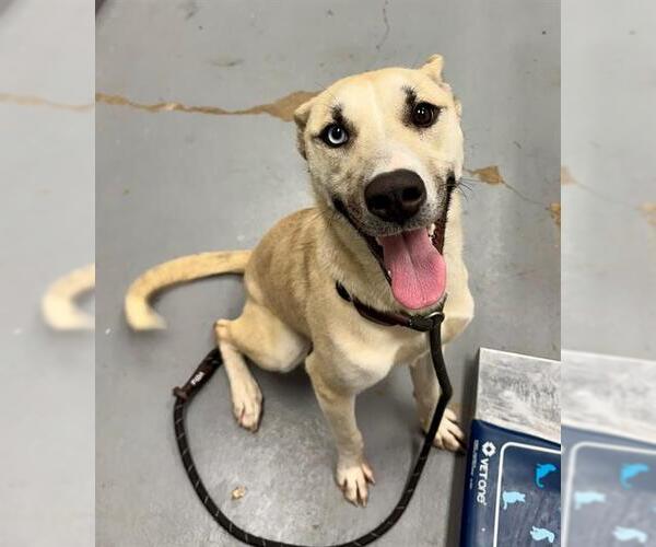 Medium Photo #1 Siberian Husky-Unknown Mix Puppy For Sale in Peoria, IL, USA