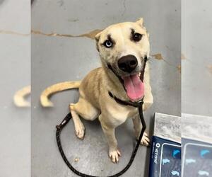 Siberian Husky-Unknown Mix Dogs for adoption in Peoria, IL, USA