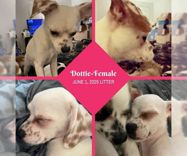 Medium Photo #7 Rat-Cha Puppy For Sale in Grafton, WI, USA