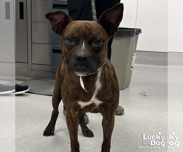 Medium Photo #1 Boston Terrier-Unknown Mix Puppy For Sale in Washington, DC, USA