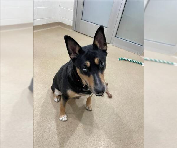 Medium Photo #1 Bull Terrier-Siberian Husky Mix Puppy For Sale in Derwood, MD, USA