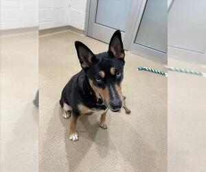 Bull Terrier-Siberian Husky Mix Dogs for adoption in Derwood, MD, USA