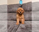Puppy Ginger Goldendoodle (Miniature)