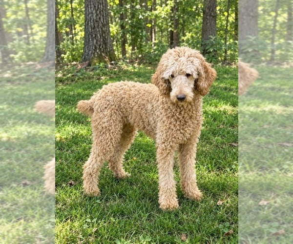 Medium Photo #1 Poodle (Standard) Puppy For Sale in SCOTTSDALE, AZ, USA