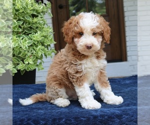 Bernedoodle (Miniature) Puppy for sale in NARVON, PA, USA